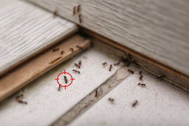 Best Emergency Pest Control  in Sparta, IL