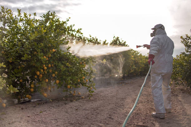 Best Termite Control Services  in Sparta, IL